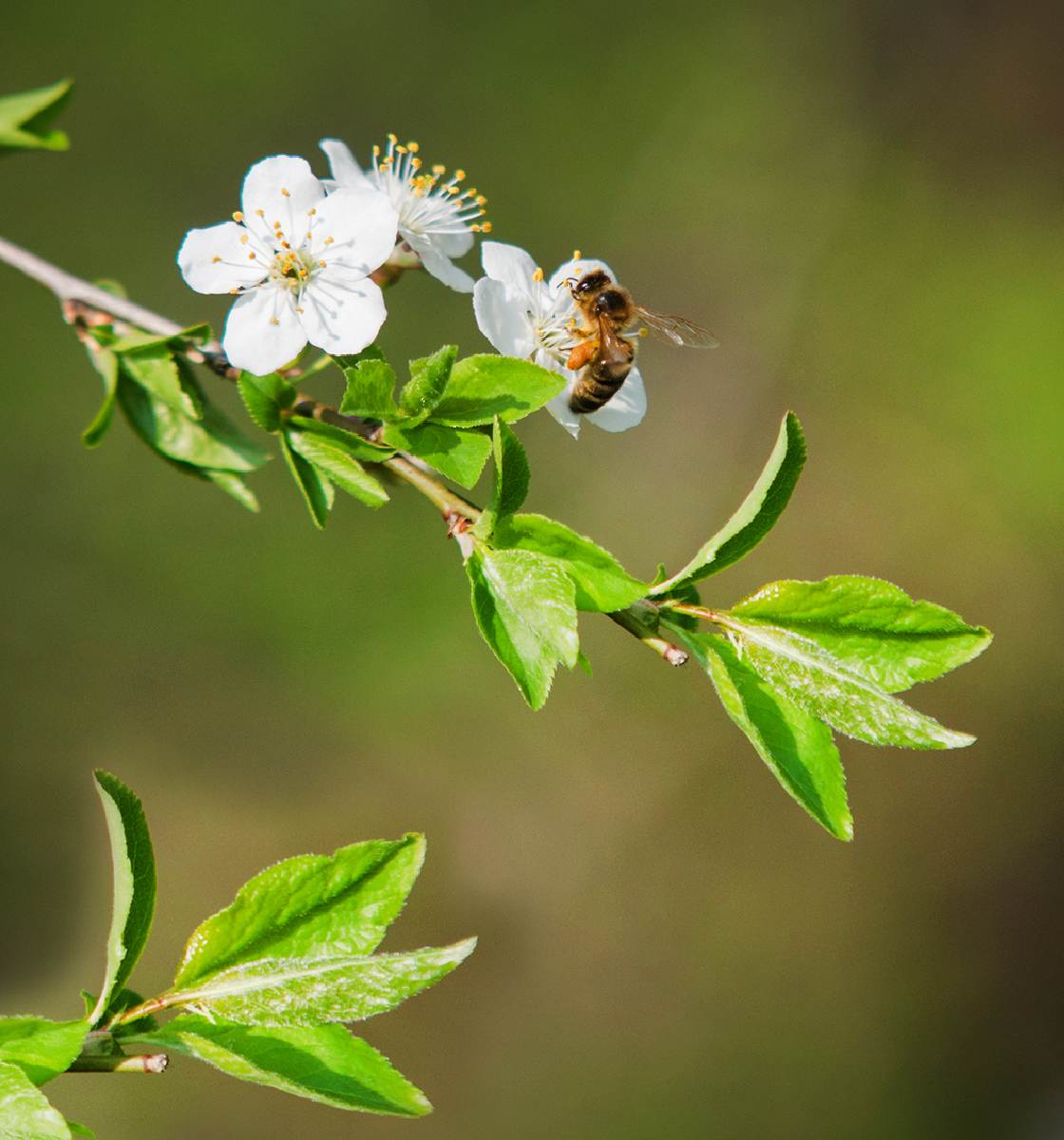 Bee propolis series Kiwicorp New Zealand
